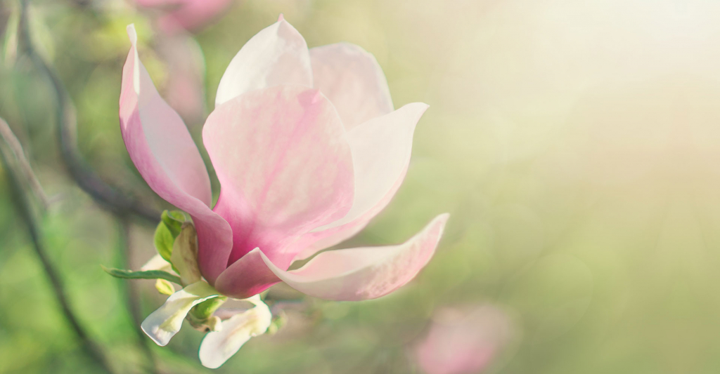 zdjęcie magnolia
